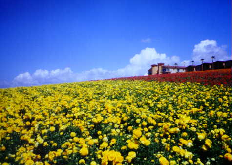 Carlsbad