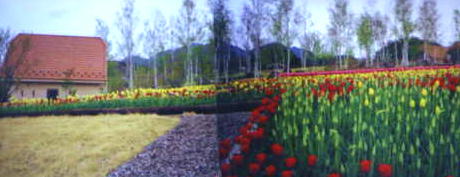 Yamanashi flower park