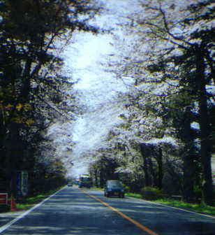 Kamakura old road
