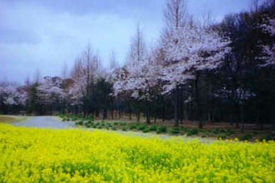 Omiya Hana-no-Oka Park
