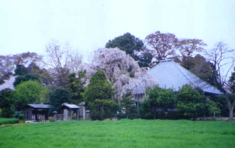 Jigan-ji near Our house:Cherry tree