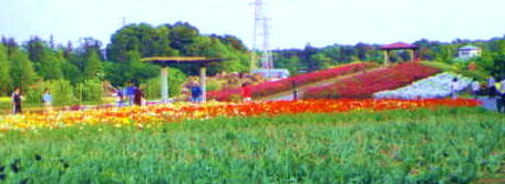 Omiya Hana-no-Oka Park