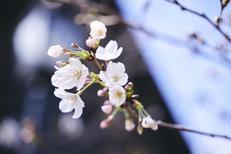 2026年度春学期学納金の納付について